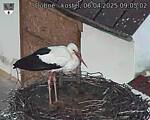 Capi_Dubne_20250406_090502.jpg