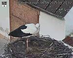 Capi_Dubne_20250406_092002.jpg