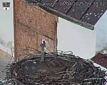 Capi_Dubne_20250406_093002.jpg