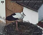 Capi_Dubne_20250406_100502.jpg