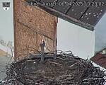 Capi_Dubne_20250406_102002.jpg