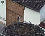 Capi_Dubne_20250406_102503.jpg