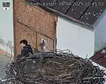 Capi_Dubne_20250406_104502.jpg