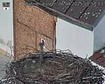 Capi_Dubne_20250406_105003.jpg