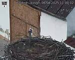 Capi_Dubne_20250406_110003.jpg