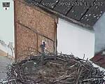 Capi_Dubne_20250406_111502.jpg
