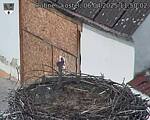 Capi_Dubne_20250406_115002.jpg