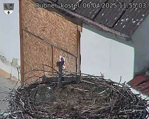 Capi_Dubne_20250406_115503.jpg (1350 x 1080)