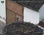 Capi_Dubne_20250406_122502.jpg