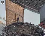 Capi_Dubne_20250406_123003.jpg