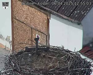 Capi_Dubne_20250406_125503.jpg (1350 x 1080)
