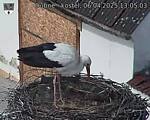 Capi_Dubne_20250406_130503.jpg