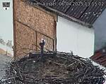 Capi_Dubne_20250406_131502.jpg
