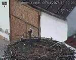 Capi_Dubne_20250406_133003.jpg