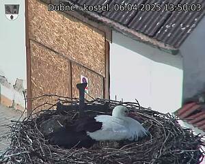 Capi_Dubne_20250406_135003.jpg (1350 x 1080)