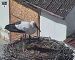 Capi_Dubne_20250406_140003.jpg