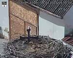 Capi_Dubne_20250406_145004.jpg