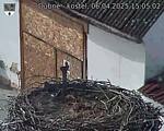 Capi_Dubne_20250406_150502.jpg