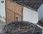 Capi_Dubne_20250406_152503.jpg