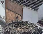 Capi_Dubne_20250406_162002.jpg