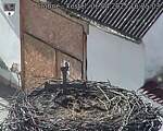 Capi_Dubne_20250406_162503.jpg