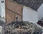Capi_Dubne_20250406_163504.jpg