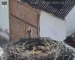 Capi_Dubne_20250406_165502.jpg