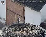 Capi_Dubne_20250406_170502.jpg