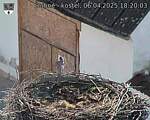 Capi_Dubne_20250406_182003.jpg