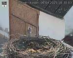 Capi_Dubne_20250406_183003.jpg