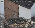 Capi_Dubne_20250406_184002.jpg
