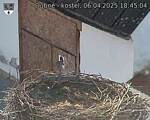 Capi_Dubne_20250406_184504.jpg