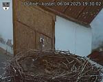 Capi_Dubne_20250406_193002.jpg