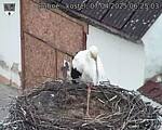 Capi_Dubne_20250407_062503.jpg