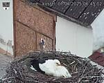 Capi_Dubne_20250407_064502.jpg