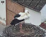 Capi_Dubne_20250407_065002.jpg
