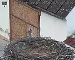Capi_Dubne_20250407_084002.jpg