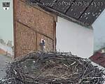 Capi_Dubne_20250407_084503.jpg