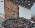 Capi_Dubne_20250407_085002.jpg