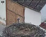 Capi_Dubne_20250407_093003.jpg