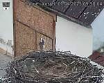 Capi_Dubne_20250407_095004.jpg