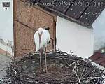 Capi_Dubne_20250407_101002.jpg
