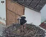 Capi_Dubne_20250407_104503.jpg