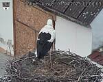 Capi_Dubne_20250407_110003.jpg
