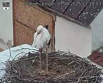 Capi_Dubne_20250407_112003.jpg