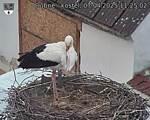 Capi_Dubne_20250407_112502.jpg