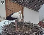 Capi_Dubne_20250407_113004.jpg