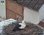 Capi_Dubne_20250407_113502.jpg