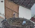 Capi_Dubne_20250407_123003.jpg