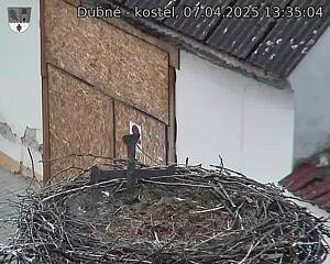 Capi_Dubne_20250407_133504.jpg (1350 x 1080)